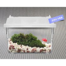 식물관찰 DIY세트 솔이끼 테라리움, 단품