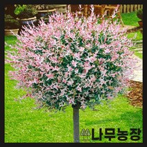 (나무농장) 무늬버들(플라밍고샐릭스) R3 내외 스탠다드형 분, 1개