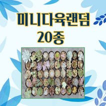 미니다육랜덤 20개 리얼 프리 낚시 없는 진짜 다육세트 농장직영으로