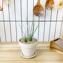 1+1 차이브 키친허브 화분 세트 로즈마리 딜 바질 베란다 텃밭 허브 키우기, H35.차이브, H22.캣닢