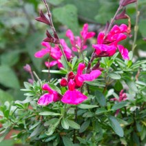 세이지 (Sage) 허브 포트묘 2개 묶음 (세이지2종 랜덤/ 체리향을 가진 식용허브) HB33