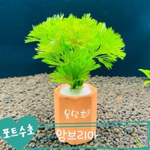 [물멍초] 키우기 쉬운 포트수초 암브리아 한포트