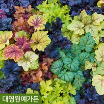 휴케라 12cm포트 7종 택1 포트묘 야생화 숙근, 06. 골든지브라 12cm포트