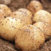 이웃사촌 햇 감자 단골많은 집, 3kg (대, 찜용), 1박스