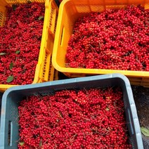 초록사랑 백두대간오미자 세척오미자 (냉동), 1개, 3kg(냉동)