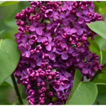 라일락 [1포트] 사라샌즈 (복남이네야생화 봄 야생화 정원수 꽃나무 사라샌드 퍼플 syringa lilac)