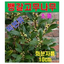 SA3/ 목본류 뱅갈고무나무 : 화분지름10cm(소품)