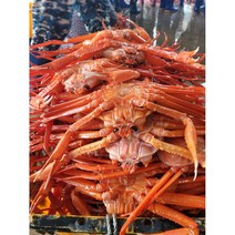 박달급 후포리 동해 홍게 3.5 kg_11미내외