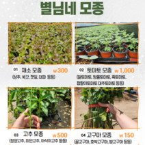 별님네모종 쌈채소 고추 토마토 고구마순 항시업데이트, 잔대