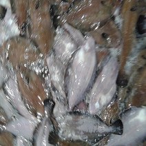 (쌍다리상회)당일생물 가자미 물가자미 3kg 식해 세꼬시, 생물 물가자미 3kg 식해 세꼬시