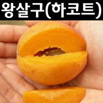 왕살구/하코트 나무 묘목 접목1년 뿌리 특묘 1개/유실수/과수