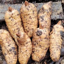 OKYAIOS 야생 신선하다천마 생천마, 3kg, 1개