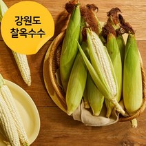 [강원도] 쫀득한 2023년 강원도 찰옥수수 20개 30개 50개 산지직송 당일수확, 평창찐옥수수(50개)