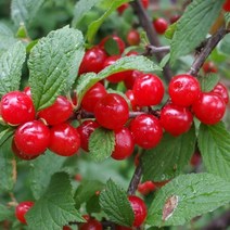 목하원예조경 앵두나무 묘목 (접목왕앵두) 접목1년특묘, 왕앵두나무 접목1년