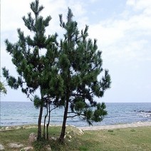 착한가격나무생각 해송 실생2년(포트묘) 5주묶음, 주