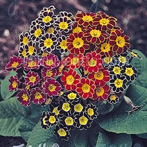 꽃무리농원 [초화]프리뮬라-해바라기앵초(색상랜덤)