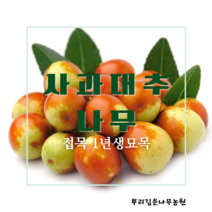 [뿌리깊은나무농원]사과대추나무 묘목(다왕자오) 직접생산 접목1년생 특묘 과실수, 상묘