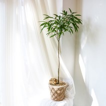 이국적인 긴 잎이 매력적인 알리 고무나무 대형 화분