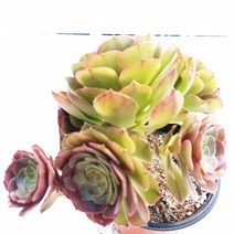 [나애다육] 할로윈 (생얼 목대짱짱) (67-0602), 1개