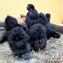 [꼬꼬닭세상] 블랙 실키 유정란 실키 부화용 종란 애완닭 부화알 소형닭 관상닭 희귀닭 병아리 부화, 3개