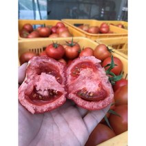 여주 토마토 총각 나무에서 익힌 빨간 완숙 토마토 정품 못난이 2.5kg 5kg 10kg, 1box, 정품 5kg(대과)