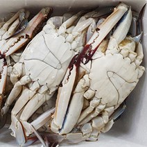 황해수산 태안 신진도 급냉 봄꽃게 1kg, 태안 급냉_숫꽃게 1kg, 1개