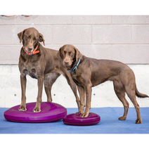 Fitpaws 핏포즈 강아지 훈련 노견 슬개골 디스크 뒷다리 재활 운동 짐볼 Balance Disc, Balance Disc (55cm), 블루