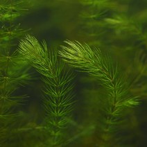 미미네플랜츠 마츠모 5~10cm 내외 5촉, 1세트
