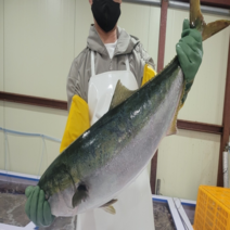 대방어 자연산 방어회 방어 한마리 반마리, 특대방어 11-12kg 반마리 (11인분)