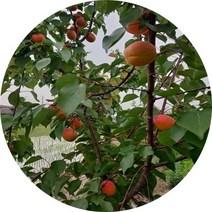 플루오트 자두+살구 유실수 묘목, 레드퀸