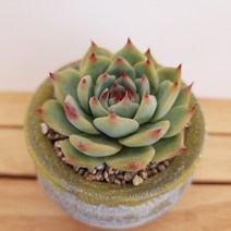 치와와 다육이 잎장이 핑크빛으로 예뻐지고 있는 다육식물130, 단품, 1개