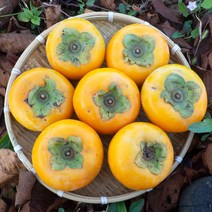 세상모든농부 햇 단감 아삭달콤 부유 상서 차량, 햇 단감 5kg 중소과 (32과내외)