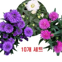 골드씨드 야생화 아스타 모종 10개 세트 2종 셀프조경 노지월동식물 전원주택조경 가을꽃 국화 여러살이해풀 아스타 포트, 반반