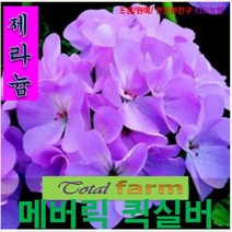 제라늄 희귀씨앗SY 메버릭 퀵실버 씨앗10립