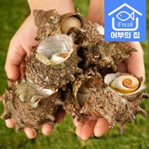 제주 통영 소라 회 캠핑요리 뿔소라 1kg, 뿔소라 소 1kg