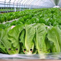 [바른농산]국내산 로메인 상추 통로메인 당일작업, 4kg