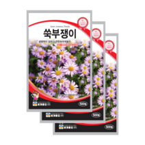 쑥부쟁이 씨앗 500립 3봉 권영초 산백국 쑥부장이 종자, 3
