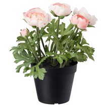 이케아 페이카 인조식물 실내외겸용 라눙쿨루스 핑크12 cm