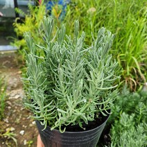 식물사랑꽃농원 /프렌치라벤더, 1개