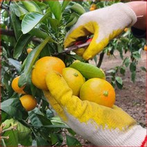 이든 노지감귤 제주명품 5kg (소) 제주조생귤 감귤 조생귤 부모님 친지 지인 선물 대량주문, 단품