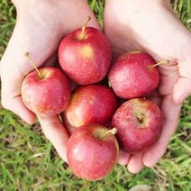 경북 영천 알프스오토메 미니사과 2kg 특