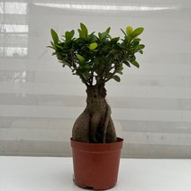 [다은꽃농원]인삼 벤자민 팬다분재 인삼팬다 키우기쉬운 실내공기정화식물 인테리어, 1개