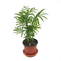 미스터허브 실내공기정화식물 허브 공기청정 미세먼지 제거 인테리어 화분, 5000개, 23_테이블야자