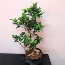 가지마루팬다 중품 에스가지마루 반려식물 거실화분 38, 1개