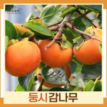 감나무 묘목 둥시감 접목1년생 뿌리묘 3개