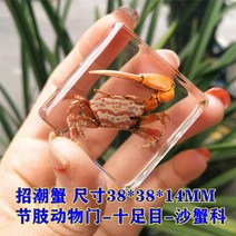 신제품 해양 수지 표본 호박 파충류 실제 동물 열대어 게 교육 관찰. 가정 12 월, 27 6