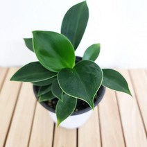 콩고(중) 필로덴드롱 키우기 쉬운 실내 화초 공기청정 식물 집에서키우 는식물 나무 습도올리기, 단품