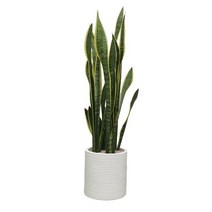 [목요일의 식물] 산세베리아 대형화분 원통주름 FRP화분 개업화분 축하화분 공기정화식물, 기본