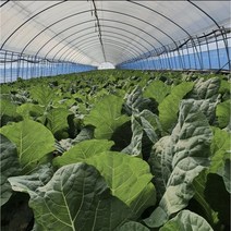 유기농 케일 신선초 주스용 즙용 1kg 2kg 무농약 채소 농장 녹즙, 즙용 케일 6kg