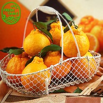 [프레쉬테이블] 제주 산지직송 감귤 만감류 택일, 한라봉 대과 1.5kg
